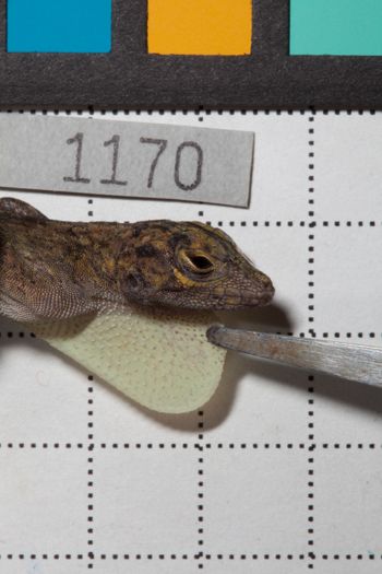 Media type: image;   Herpetology R-190632